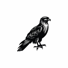 hawk on a white background