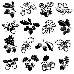 Acorns set. Collection icon acorn. Vector