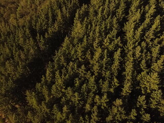 green moss background