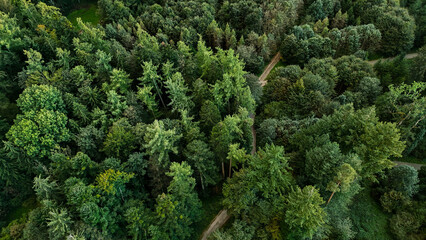 Stunning Panoramic View of a Lush Pine Forest
