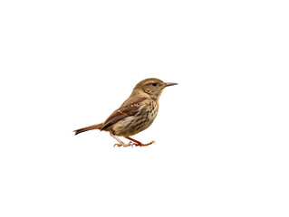 a bird on a white background
