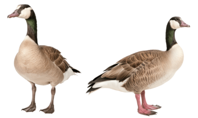 group of geese isolated on transparent background