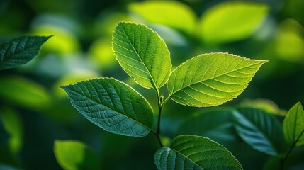 Sunlight Through Leaves