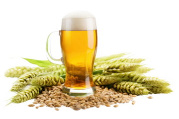 Clear beer glass with light beer, surrounded by green hop cones, barley stalks, and malt grains scattered around on a white background
