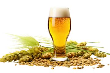 Clear beer glass with light beer, surrounded by green hop cones, barley stalks, and malt grains scattered around on a white background