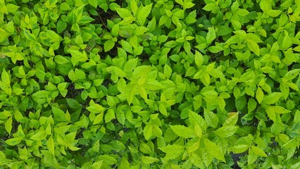 Obraz premium Green Leaves background. Close-up of fresh green leaves. Leaf green spring plants background. 