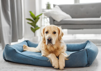 Fototapeta na wymiar Golden retriever dog resting home