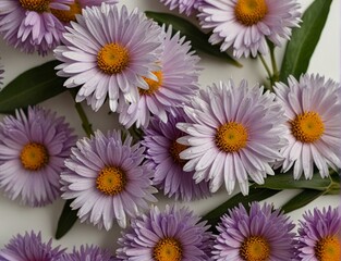 Fototapeta premium Symphyotrichum novi-belgii, purple asters on a white background