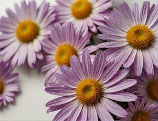 Fototapeta premium Symphyotrichum novi-belgii, purple asters on a white background