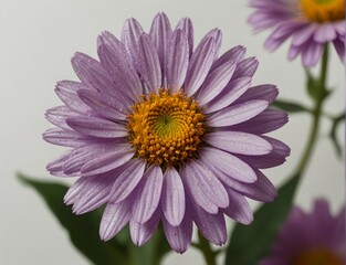 Obraz premium Symphyotrichum novi-belgii, purple asters on a white background