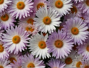 Fototapeta premium Symphyotrichum novi-belgii, purple asters on a white background