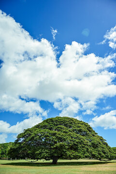 ハワイにそびえるモンキーポッド