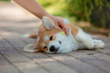 a puppy of the Welsh Corgi breed is lying on the path in the summer on a walk, the female hand of the owner is stroking the dog