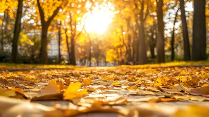 Golden leaves autumn forest trail