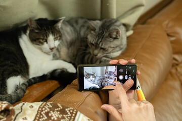 ペットの猫をスマートフォンで撮影する飼い主