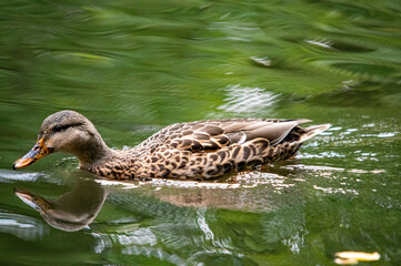 Eine Ente auf dem Wasser