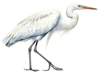 Obraz premium PNG Egret watercolor animal heron stork.