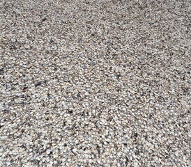 Tausende Muscheln am Strand in Dänemark am Limfjord - Hintergrund Küste maritim
