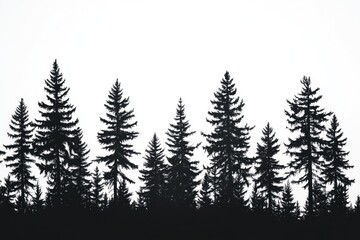 Obraz premium Black and White Trees