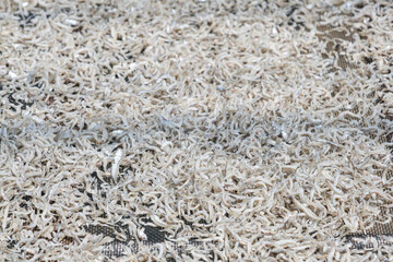 篠島の特産物であるシラス干し