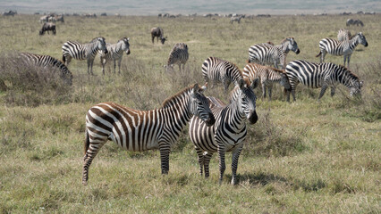 Fototapeta premium Zebras, Ngorongo crater, Tanzania