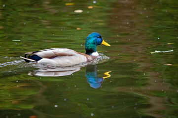 Männliche Stockente mit blaugrünem Kopf