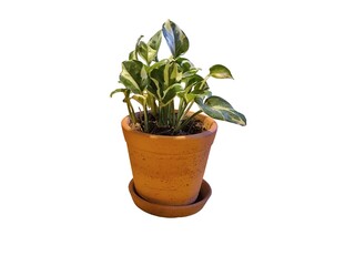 Obraz premium Tree in ceramic pot isolated on white background. Plants growing in pots or planters. beautiful natural home decorations. Interior design