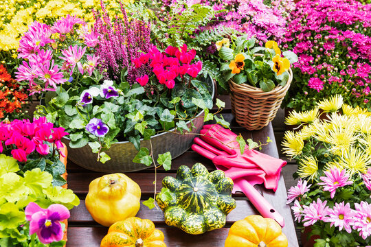 Autumn flowers and pumpkins with garden tools outdoors