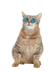 Close up portrait of gray cat wearing blue sunglasses on white background. Beautiful Cat looks at the camera. Cute Kitten. Pet. Animal care. Vacation, holiday, trip summer. Copy space. World Pet day. 