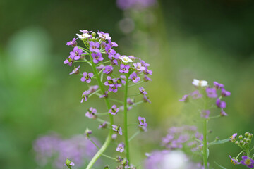 Little purple flowers grow in garden.Presumably this is Arabidopsis or rockcress