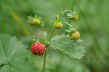 Wild strawberries in the wood