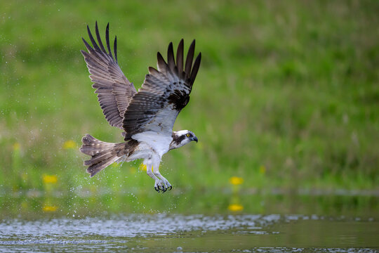 Osprey in flight over water in Scotland