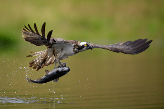 Osprey (Pandion haliaetus) catching a fish in Scotland.