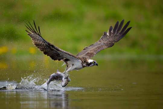 Osprey (Pandion haliaetus) catching a fish in Scotland, showing a magnificent display of natural hunting skills.