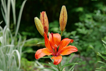 Beautiful orange flower. Lilium bulbiferum or orange lily, fire lily
