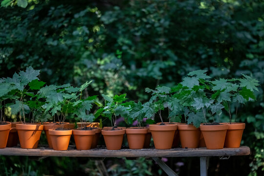 Green maple leaves in terracotta pots