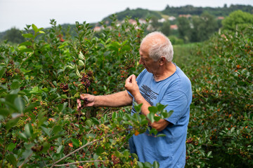 Senior Farmer Carefully Inspecting His Blueberry Farm to Ensure Quality and Progress