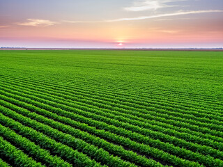Sunset over green carrot crops at an agricultural farm field in Vojvodina, Serbia.