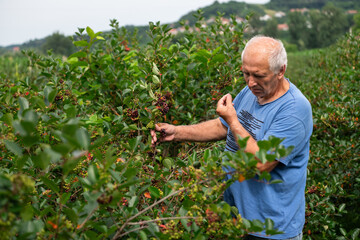 Senior Farmer Carefully Inspecting His Blueberry Farm to Ensure Quality and Progress