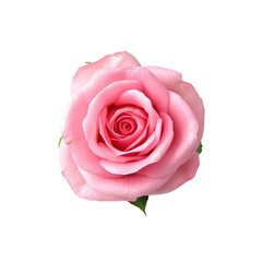 Pink Rose Flower Isolated on White Background