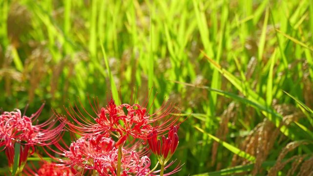 Japanese nature, higanbana and rice paddies, autumn scenery