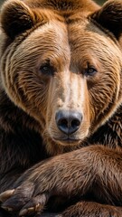 Obraz premium Grizzly Grandeur