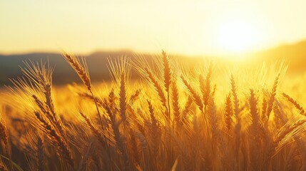 Fototapeta premium A detailed close-up panoramic view of golden wheat fields gently swaying in the breeze under a clear azure sky during a vibrant sunset. Warm sunlight casts a golden glow over the landscape.