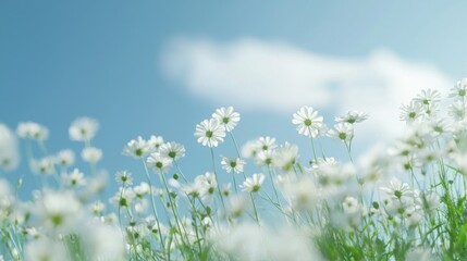 Fototapeta premium Serene Hillside Blooms, a tranquil landscape adorned with vibrant flowers under a clear blue sky, fluffy white clouds create a picturesque and peaceful atmosphere.