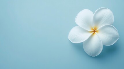 Fototapeta premium White Frangipani Plumeria flower close up photo background with empty copy space for text 