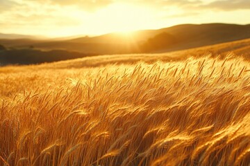 Obraz premium A detailed close-up panoramic view of golden wheat fields gently swaying in the breeze under a clear azure sky during a vibrant sunset. Warm sunlight casts a golden glow over the landscape.
