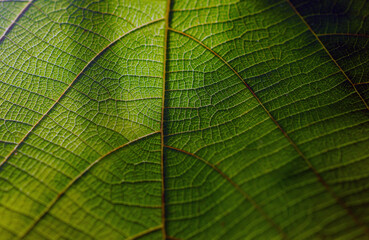 Macro of fresh young spring green leaf highlighted reveal green leaf texture