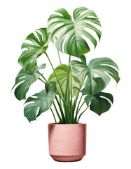 PNG Plant vase leaf houseplant.