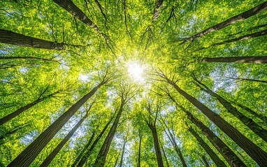 A serene view of a lush green forest with sunlight filtering through the treetops, creating a peaceful atmosphere.
