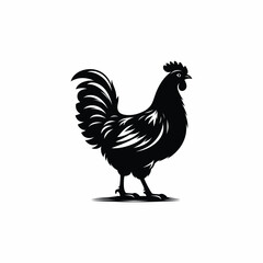 rooster isolated on white background